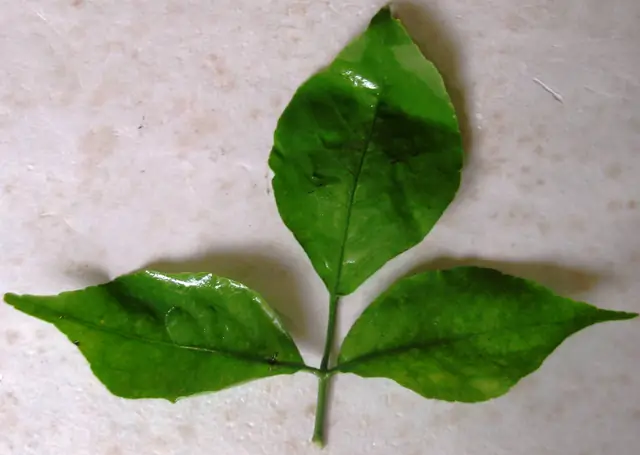 Bilva