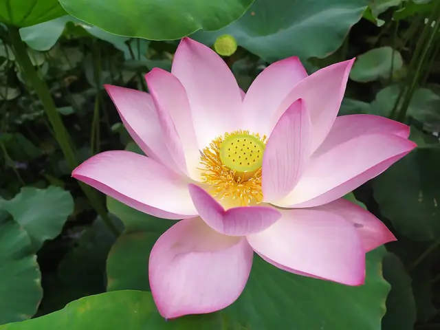 Lotus