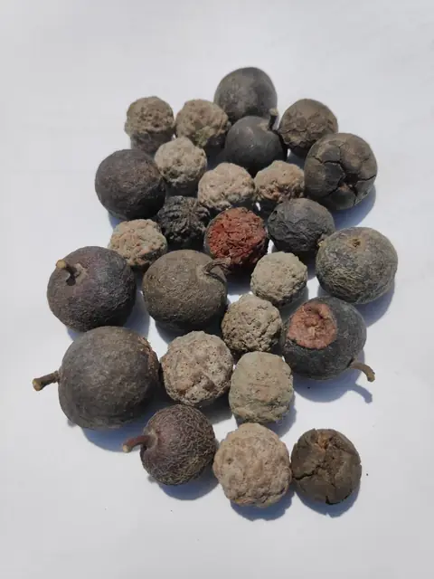 Rudraksha