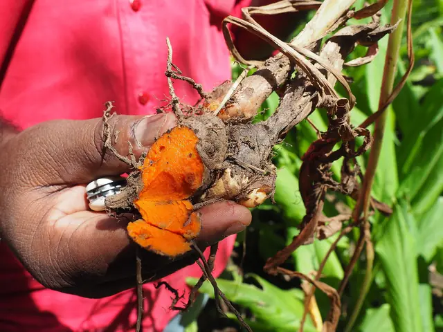 Turmeric and neem