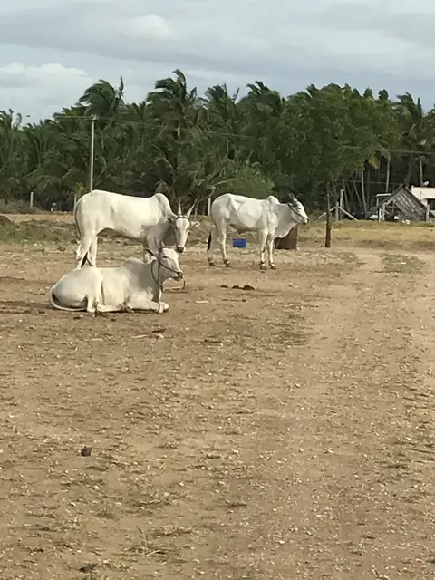 Kangeyam
